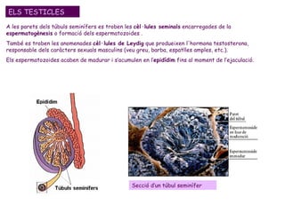 A les parets dels túbuls seminífers es troben les  cèl·lules seminals  encarregades de la  espermatogènesis  o formació dels espermatozoides . També es troben les anomenades  cèl·lules de Leydig  que produeixen l'hormona testosterona, responsable dels caràcters sexuals masculins (veu greu, barba, espatlles amples, etc.).  Els espermatozoides acaben de madurar i s’acumulen en l’ epidídim  fins al moment de l’ejaculació. ELS TESTICLES Secció d’un túbul seminífer 