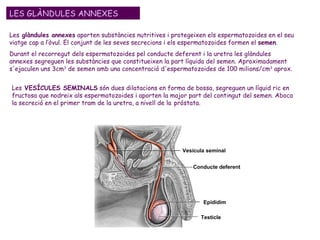 LES GLÀNDULES ANNEXES Les  glàndules annexes  aporten substàncies nutritives i protegeixen els espermatozoides en el seu viatge cap a l’òvul. El conjunt de les seves secrecions i els espermatozoides formen el  semen .  Durant el recorregut dels espermatozoides pel conducte deferent i la uretra les glàndules annexes segreguen les substàncies que constitueixen la part líquida del semen. Aproximadament s'ejaculen uns 3cm 3  de semen amb una concentració d'espermatozoides de 100 milions/cm 3  aprox.  Les  VESÍCULES SEMINALS  són dues dilatacions en forma de bossa, segreguen un líquid ric en fructosa que nodreix als espermatozoides i aporten la major part del contingut del semen. Aboca la secreció en el primer tram de la uretra, a nivell de la   próstata.  Vesícula seminal Conducte deferent Epidídim Testicle 