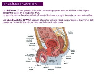 Les  GLÀNDULES DE COWPER  aboquen a la uretra un líquid viscós que protegeix el seu interior dels residus de l'orina i lubrifica la uretra abans de la sortida del semen  LES GLÀNDULES ANNEXES La  PRÒSTATA : és una glàndula de la mida d’una castanya que es situa sota la bufeta i es disposa abraçant la uretra en el seu primer tram.  La pròstata aboca a la uretra un líquid d’aspecte lletós que protegeix i nodreix els espermatozoides.  