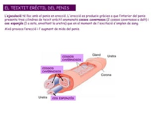 L’ ejaculació  té lloc amb el penis en erecció. L'erecció es produeïx gràcies a que l’interior del penis presenta tres cilindres de teixit erèctil anomenats  cossos cavernosos  (2 cossos cavernosos a dalt) i  cos esponjós  (1 a sota, envoltant la uretra) que en el moment de l'excitació s'omplen de sang.  Això provoca l’erecció i l’ augment de mida del penis.  EL TEIXTIT ERÈCTIL DEL PENIS COSSOS CAVERNOSOS COS ESPONJÓS Gland Uretra Corona Uretra COSSOS CAVERNOSOS 