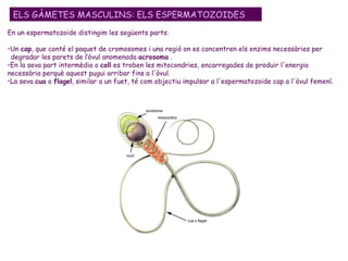 En un espermatozoide distingim les següents parts: Un  cap , que conté el paquet de cromosomes i una regió on es concentren els enzims necessàries per  degradar les parets de l’òvul anomenada  acrosoma  .  En la seva part intermèdia o  coll  es troben les mitocondries, encarregades de produir l'energia  necessària perquè aquest pugui arribar fins a l'òvul.  La seva  cua  o  flagel , similar a un fuet, té com objectiu impulsar a l'espermatozoide cap a l'òvul femení. ELS GÀMETES MASCULINS: ELS ESPERMATOZOIDES 