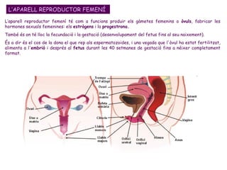L’aparell reproductor femení té com a funcions produir els gàmetes femenins o  òvuls , fabricar les hormones sexuals femenines: els  estrògens  i la  progestrona. També és on té lloc la fecundació i la gestació (desenvolupament del fetus fins al seu naixement).  És a dir és el cos de la dona el que rep als espermatozoides, i una vegada que l'òvul ha estat fertilitzat, alimenta a l' embrió  i després al  fetus  durant les 40 setmanes de gestació fins a néixer completament format. L’APARELL REPRODUCTOR FEMENÍ 