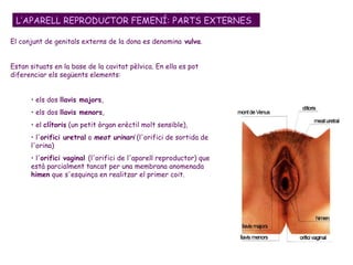 El conjunt de genitals externs de la dona es denomina  vulva . Estan situats en la base de la cavitat pèlvica. En ella es pot diferenciar els següents elements:  els dos  llavis majors ,  els dos  llavis menors ,  el  clítoris  (un petit òrgan erèctil molt sensible),  l' orifici uretral  o  meat urinari   (l'orifici de sortida de l'orina)  l' orifici vaginal  (l'orifici de l'aparell reproductor) que està parcialment tancat per una membrana anomenada  himen  que s'esquinça en realitzar el primer coit.  L’APARELL REPRODUCTOR FEMENÍ: PARTS EXTERNES 