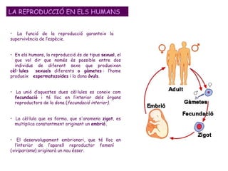 La funció de la reproducció garanteix la  supervivència de l’espècie. En els humans, la reproducció és de tipus  sexual , el  que vol dir que només és possible entre dos  individus de diferent sexe que produeixen  cèl·lules  sexuals  diferents  o gàmetes  : l’home produeix  espermatozoides  i la dona  òvuls .  La unió d’aquestes dues cèl·lules es coneix com  fecundació  i té lloc en l’interior dels òrgans  reproductors de la dona ( fecundació interior) .  La cèl·lula que es forma, que s'anomena  zigot , es  multiplica constantment originant un  embrió. El desenvolupament embrionari, que té lloc en  l’interior de l’aparell reproductor femení  ( viviparisme )  originarà un nou ésser.  LA REPRODUCCIÓ EN ELS HUMANS 