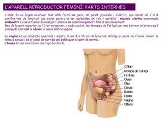 L' úter  és un òrgan muscular buit amb forma de pera, de paret gruixuda i elàstica, que amida de 7 a 8 centímetres de longitud. Les seves parets estan tapissades de teixit epitelial :  mucosa uterina  anomenada  endometri . La seva funció és allotjar l'embrió en desenvolupament fins al seu naixement.  Des de la part superior de l'úter sorgeixen, a cada costat, les trompes de Fal·lopi, pel seu extrem inferior,regió coneguda com  coll o cèrvix , s'uneix amb la vagina. La  vagina  és un conducte musculós i elàstic d'uns 8 a 15 cm de longitud. Allotja el penis de l'home durant la relació sexual i és el canal de sortida del bebè quan el part és normal. L’ himen  és una membrana que tapa l’entrada.  L’APARELL REPRODUCTOR FEMENÍ: PARTS INTERNES 