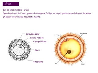 L’ÒVUL Són cèl·lules immòbils i grans.  Quan l'òvul surt de l'ovari, passa a la trompa de Fal·lopi, on es pot quedar un període curt de temps.  En aquest interval serà fecundat o morirà.  Corpuscle polar Corona radiada Capa pel·lúcida Nucli Citoplasma 