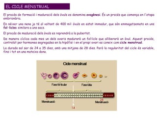 EL CICLE MENSTRUAL El procés de formació i maduració dels òvuls es denomina  ovogènesi . És un procés que comença en l'etapa embrionària.  En néixer una nena ja té al voltant de 400 mil   òvuls en estat immadur, que són emmagatzemats en uns  fol·licles  similars a uns sacs.  El procés de maduració dels òvuls es reprendrà a la pubertat.  De manera cíclica cada mes un dels ovaris madurarà un fol·licle que alliberarà un òvul. Aquest procés, controlat per hormones segregades en la hipòfisi i en el propi ovari es coneix com  cicle menstrual .  La durada sol ser de 24 a 35 dies, amb una mitjana de 28 dies. Però la regularitat del cicle és variable, fins i tot en una mateixa dona.  