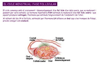 El cicle comença amb el creixement i desenvolupament d’un  fol·licle  d’un dels ovaris, que va madurant i passant per varis estadis. La hormona hipofisària  FSH  estimula la maduració d’un  fol·licle ovàric  i que aquest produeixi  estrogen , l’hormona que estimula l’engruiximent de l'endometri de l'úter.  Al voltant del dia 14 el fol·licle, estimulat per l’hormona  LH  allibera un  òvul  cap a les trompes de Falopi, procés conegut com  ovulació .  EL CICLE MENSTRUAL: FASE FOL·LICULAR 