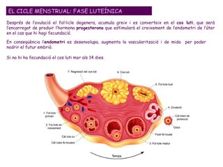 Després de l’ovulació el fol·licle degenera, acumula greix i es converteix en el  cos luti , que serà l’encarregat de produir l’hormona  progesterona  que estimularà el creixement de l’endometri de l’úter en el cas que hi hagi fecundació. EL CICLE MENSTRUAL: FASE LUTEÍNICA En conseqüència l’ endometri  es desenvolupa, augmenta la vascularització i de mida  per poder nodrir el futur embrió. Si no hi ha fecundació el cos luti mor als 14 dies. 