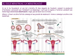Si no hi ha fecundació: el cos luti s'atrofia 14 dies després de l’ovulació, cessant la producció d'hormones i provocant que l'endometri es desprengui i surti per la vagina a l'exterior, produint una hemorràgia denominada  menstruació  o regla, que sol durar de 3 a 5 dies.  Alhora  a l’ovari un altre fol·licle comença el seu procés de maduració i torna a començar un altre cicle menstrual.  EL CICLE MENSTRUAL: LA MENSTRUACIÓ 