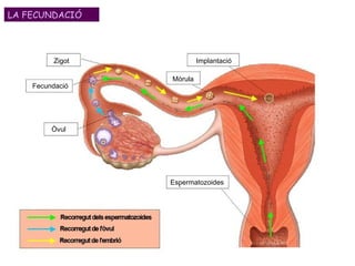 Zigot Fecundació Òvul Implantació Mòrula Espermatozoides LA FECUNDACIÓ 
