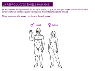 En els humans, la reproducció és de tipus sexual, el que vol dir que existeixen dos sexes amb característiques morfològiques i fisiològiques diferents ( dimorfisme sexual ).  Els de sexe masculí o  homes  i els de sexe femení,  dones .  LA REPRODUCCIÓ EN ELS HUMANS HOME DONA 