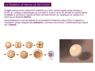 El  zigot  comença el seu viatge fins a implantar-se a l’úter. Durant aquest viatge comença a dividir-se i comença a desenvolupar-se com embrió. A partir de les 16 cèl·lules es comença parlar de  mòrula . A continuació  algunes cèl·lules continuen dividint-se i desplaçant-se i passen a un estat que es denomina  blàstula  .  Aproximadament al sisé dia després de la fecundació la blàstula arriba a l’úter i s'implanta a l'endometri (etapa coneguda com  anidament ) i continua la seva divisió i transformació que donarà lloc a  l’embrió .  LA PRIMERA SETMANA DE GESTACIÓ 