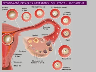 FECUNDACIÓ, PRIMERES  DIVISIONS  DEL  ZIGOT  i  ANIDAMENT 