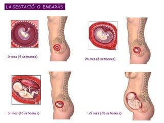 LA GESTACIÓ  O  EMBARÀS 1r mes (4 setmanes) 2n mes (8 setmanes) 3r mes (12 setmanes) 7è mes (28 setmanes) 