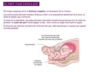 EL PART: FASE D’EXPULSIÓ És l’etapa compresa entre la  dilatació completa  i el naixement de la criatura. Les contraccions són més intenses. Gràcies a elles i a la musculatura abdominal de la mare, el bebè és empès cap a l’exterior. A causa de la bipedisme, els ossos del maluc han sofert modificacions pel que fa a la resta de primats i el  canal del part  forma angles; a més, l'úter forma un angle recte amb la vagina.  El fetus ha de realitzar una sèrie de rotacions del cap i dels muscles per a avançar per aquest tortuós passadís.  Canal del part Les contraccions de l’úter i els músculs abdominals impulsen als nens cap a l’exterior Dilatació del coll uterí i la vagina 