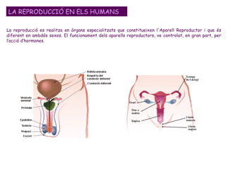 LA REPRODUCCIÓ EN ELS HUMANS La reproducció es realitza en òrgans especialitzats que constitueixen l'Aparell Reproductor i que és diferent en ambdós sexes. El funcionament dels aparells reproductors, ve controlat, en gran part, per l’acció d’hormones. 