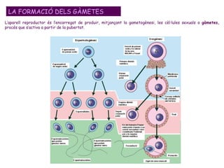 LA FORMACIÓ DELS GÀMETES L’aparell reproductor és l’encarregat de produir, mitjançant la gametogènesi, les cèl·lules sexuals o  gàmetes,  procés que s’activa a partir de la pubertat.  