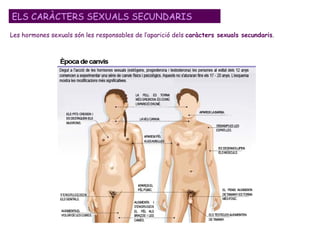 ELS CARÀCTERS SEXUALS SECUNDARIS Les hormones sexuals són les responsables de l’aparició dels  caràcters sexuals secundaris . 