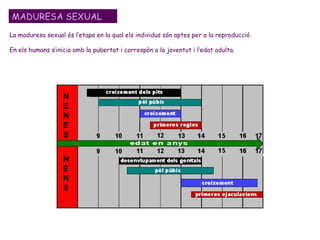 MADURESA SEXUAL La maduresa sexual és l’etapa en la qual els individus són aptes per a la reproducció. En els humans s’inicia amb la pubertat i correspòn a la joventut i l’edat adulta. NENES NENS 