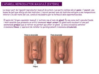 L’APARELL REPRODUCTOR MASCULÍ (EXTERN) La major part de l’aparell reproductor masculí és extern. Les parts visibles són el  penis  i l’  escrot , una bossa de pell que allotja els dos testicles .  L'escrot permet que els testicles estiguin a una temperatura inferior a la del resta del cos, condició necessària per la formació dels espermatozoides.  El penis és l'òrgan copulador masculí. L'extrem rep el nom de  gland .  És una zona molt vascularitzada i molt sensible que presenta un orifici anomenat  meat urinari . El gland està recobert d'una pell anomenada  prepuci  que al retirar-se permet que aflori el gland.  La seva excessiva estretor s'anomena  fimosi . L'operació de retallar-lo quirúrgicament s'anomena  circumcisió .  
