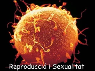 Reproducció i Sexualitat 