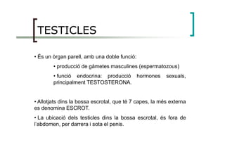 TESTICLES
• És un òrgan parell, amb una doble funció:
• producció de gàmetes masculines (espermatozous)
• funció endocrina: producció hormones sexuals,
principalment TESTOSTERONA.principalment TESTOSTERONA.
• Allotjats dins la bossa escrotal, que té 7 capes, la més externa
es denomina ESCROT.
• La ubicació dels testicles dins la bossa escrotal, és fora de
l’abdomen, per darrera i sota el penis.
 
