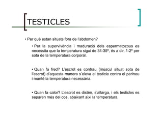 TESTICLES
• Per què estan situats fora de l’abdomen?
• Per la supervivència i maduració dels espermatozous es
necessita que la temperatura sigui de 34-35º, és a dir, 1-2º per
sota de la temperatura corporal.sota de la temperatura corporal.
• Quan fa fred? L’escrot es contrau (múscul situat sota de
l’escrot) d’aquesta manera s’eleva el testicle contra el perineu
i manté la temperatura necessària.
• Quan fa calor? L’escrot es distén, s’allarga, i els testicles es
separen més del cos, abaixant així la temperatura.
 
