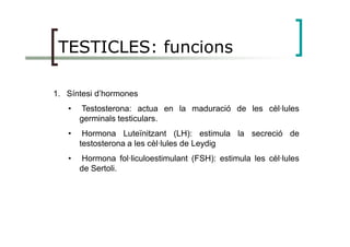 TESTICLES: funcions
1. Síntesi d’hormones
• Testosterona: actua en la maduració de les cèl·lules
germinals testiculars.
• Hormona Luteïnitzant (LH): estimula la secreció de
testosterona a les cèl·lules de Leydig
• Hormona fol·liculoestimulant (FSH): estimula les cèl·lules
de Sertoli.
 