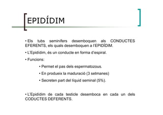 EPIDÍDIM
• Els tubs seminífers desemboquen als CONDUCTES
EFERENTS, els quals desemboquen a l’EPIDÍDIM.
• L’Epidídim, és un conducte en forma d’espiral.
• Funcions:• Funcions:
• Permet el pas dels espermatozous.
• En produeix la maduració (3 setmanes)
• Secreten part del líquid seminal (5%).
• L’Epidídim de cada testicle desemboca en cada un dels
CODUCTES DEFERENTS.
 