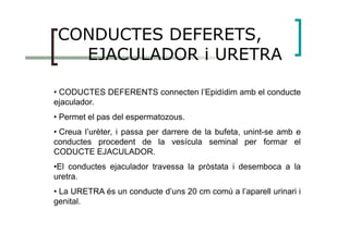 CONDUCTES DEFERETS,
EJACULADOR i URETRA
• CODUCTES DEFERENTS connecten l’Epidídim amb el conducte
ejaculador.
• Permet el pas del espermatozous.
• Creua l’urèter, i passa per darrere de la bufeta, unint-se amb e
conductes procedent de la vesícula seminal per formar el
CODUCTE EJACULADOR.
•El conductes ejaculador travessa la pròstata i desemboca a la
uretra.
• La URETRA és un conducte d’uns 20 cm comú a l’aparell urinari i
genital.
 