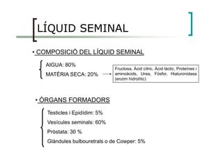 LÍQUID SEMINAL
• COMPOSICIÓ DEL LÍQUID SEMINAL
AIGUA: 80%
MATÈRIA SECA: 20%
Fructosa, Àcid cítric, Àcid làctic, Proteïnes i
aminoàcids, Urea, Fòsfor, Hialuronidasa
(enzim hidrolìtic)(enzim hidrolìtic)
• ÒRGANS FORMADORS
Testicles i Epidídim: 5%
Vesícules seminals: 60%
Pròstata: 30 %
Glàndules bulbouretrals o de Cowper: 5%
 
