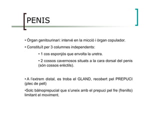 PENIS
• Òrgan genitourinari: intervé en la micció i òrgan copulador.
• Constituït per 3 columnes independents:
• 1 cos esponjós que envolta la uretra.
• 2 cossos cavernosos situats a la cara dorsal del penis
(són cossos erèctils).
• A l’extrem distal, es troba el GLAND, recobert pel PREPUCI
(plec de pell)
•Solc bàlnoprepucial que s’uneix amb el prepuci pel fre (frenillo)
limitant el moviment.
 