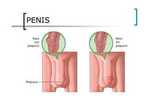 PENIS
 