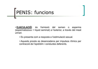 PENIS: funcions
• EJACULACIÓ: és l'emissió del semen o esperma
(espermatozous + líquid seminal) a l’exterior, a través del meat
urinari.
• Es presenta com a resposta a l’estimulació sexual.
• Aquests procés es desencadena per impulsos rítmics per
contracció de l’epidídim i conductes deferents.
 