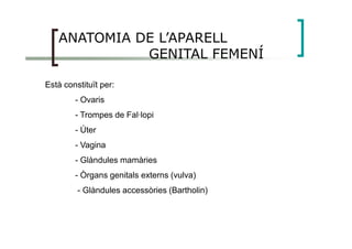 ANATOMIA DE L’APARELL
GENITAL FEMENÍ
Està constituït per:
- Ovaris
- Trompes de Fal·lopi
- Úter
- Vagina
- Glàndules mamàries
- Òrgans genitals externs (vulva)
- Glàndules accessòries (Bartholin)
 