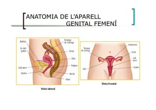 ANATOMIA DE L’APARELL
GENITAL FEMENÍ
 