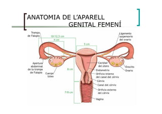 ANATOMIA DE L’APARELL
GENITAL FEMENÍ
 