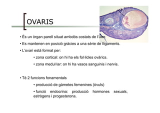 OVARIS
• És un òrgan parell situat ambdós costats de l’úter.
• Es mantenen en posició gràcies a una sèrie de lligaments.
• L’ovari està format per:
• zona cortical: on hi ha els fol·licles ovàrics.• zona cortical: on hi ha els fol·licles ovàrics.
• zona medul·lar: on hi ha vasos sanguinis i nervis.
• Té 2 funcions fonamentals
• producció de gàmetes femenines (òvuls)
• funció endocrina: producció hormones sexuals,
estrògens i progesterona.
 