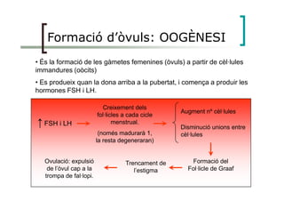 Formació d’òvuls: OOGÈNESI
• És la formació de les gàmetes femenines (òvuls) a partir de cèl·lules
immandures (oòcits)
• Es produeix quan la dona arriba a la pubertat, i comença a produir les
hormones FSH i LH.
↑ FSH i LH
Creixement dels
fol·licles a cada cicle
menstrual.
(només madurarà 1,
la resta degeneraran)
Augment nº cèl·lules
Disminució unions entre
cèl·lules
Formació del
Fol·licle de Graaf
Trencament de
l’estigma
Ovulació: expulsió
de l’òvul cap a la
trompa de fal·lopi.
 