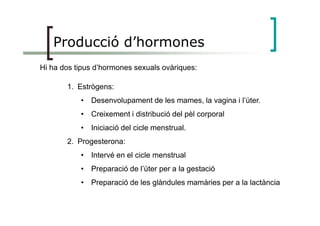 Producció d’hormones
Hi ha dos tipus d’hormones sexuals ovàriques:
1. Estrògens:
• Desenvolupament de les mames, la vagina i l’úter.
• Creixement i distribució del pèl corporal• Creixement i distribució del pèl corporal
• Iniciació del cicle menstrual.
2. Progesterona:
• Intervé en el cicle menstrual
• Preparació de l’úter per a la gestació
• Preparació de les glàndules mamàries per a la lactància
 