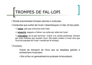 TROMPES DE FAL—LOPI
• També anomenades trompes uterines o oviductes.
• Conductes que surten de l’ovari i desemboquen a l’úter, té tres parts:
• L’istme: part que comunica amb l’úter.
• L’ampul·la: segueix a l’istme i es corba per sobre de l’ovari• L’ampul·la: segueix a l’istme i es corba per sobre de l’ovari
• L’infundíbul: és la part terminal i s’obre a la cavitat peritoneal, formant
per unes fímbries que recullen l’òvul. (No estan unides a l’ovari sinó que
l’òvul és expulsat de l’ovari i recollit per la trompa)
• Funcions:
•Canal de transport de l’òvul que es desplaça gràcies a
contraccions musculars.
• Són el lloc on generalment es produeix la fecundació.
 