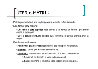 ÚTER o MATRIU
• Petit òrgan buit situat a la cavitat pelviana, entre la bufeta i el recte.
• Està format per 2 regions:
• Cos uterí o part superior: que s’uneix a la trompa de fal·lopi i per sobre
queda el fons uterí.
• Coll o cèrvix: conducte cilíndric que comunica la cavitat uterina amb la
vagina.
• Està format per 3 capes:
• Perimetri o capa serosa: recobreix el cos uterí però no el cèrvix.
• Miometri: format per 3 capes de múscul llis.
• Endometri: revestiment intern mucós amb dos parts diferenciades.
• E. funcional: es desprèn a cada cicle menstrual.
• E. basal: regenera el funcional cada vegada que es desprèn.
 
