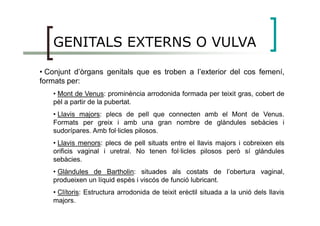 GENITALS EXTERNS O VULVA
• Conjunt d’òrgans genitals que es troben a l’exterior del cos femení,
formats per:
• Mont de Venus: prominència arrodonida formada per teixit gras, cobert de
pèl a partir de la pubertat.
• Llavis majors: plecs de pell que connecten amb el Mont de Venus.• Llavis majors: plecs de pell que connecten amb el Mont de Venus.
Formats per greix i amb una gran nombre de glàndules sebàcies i
sudorípares. Amb fol·licles pilosos.
• Llavis menors: plecs de pell situats entre el llavis majors i cobreixen els
orificis vaginal i uretral. No tenen fol·licles pilosos però sí glàndules
sebàcies.
• Glàndules de Bartholin: situades als costats de l’obertura vaginal,
produeixen un líquid espès i viscós de funció lubricant.
• Clítoris: Estructura arrodonida de teixit erèctil situada a la unió dels llavis
majors.
 