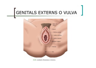 GENITALS EXTERNS O VULVA
 