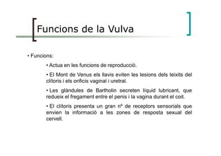 Funcions de la Vulva
• Funcions:
• Actua en les funcions de reproducció.
• El Mont de Venus els llavis eviten les lesions dels teixits del
clítoris i els orificis vaginal i uretral.clítoris i els orificis vaginal i uretral.
• Les glàndules de Bartholin secreten líquid lubricant, que
redueix el fregament entre el penis i la vagina durant el coit.
• El clítoris presenta un gran nº de receptors sensorials que
envien la informació a les zones de resposta sexual del
cervell.
 