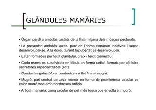 GLÀNDULES MAMÀRIES
• Òrgan parell a ambdós costats de la línia mitjana dels músculs pectorals.
• La presenten ambdós sexes, però en l’home romanen inactives i sense
desenvolupar-se. A la dona, durant la pubertat es desenvolupen.
• Estan formades per teixit glandular, greix i teixit connectiu.• Estan formades per teixit glandular, greix i teixit connectiu.
• Cada mama es subdivideix en lòbuls en forma radial, formats per cèl·lules
secretores especialitzades (llet).
• Conductes galactòfors: condueixen la llet fins al mugró.
• Mugró: part central de cada mama, en forma de prominència circular de
color marró fosc amb nombrosos orificis.
• Arèola mamària: zona circular de pell més fosca que envolta el mugró.
 
