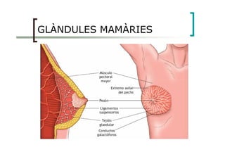 GLÀNDULES MAMÀRIES
 