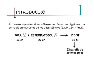 INTRODUCCIÓ
Al unir-se aquestes dues cèl·lules es forma un zigot amb la
suma de cromosomes de les dues cèl·lules (23cr+ 23cr= 46cr).
♀♀ ♂ ZIGOTÒVUL ♀♀ + ESPERMATOZOU ♂
23 cr 23 cr 46 cr
23 parells de
cromosomes
 