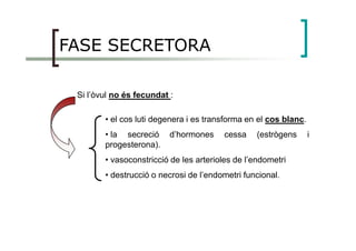 FASE SECRETORA
Si l’òvul no és fecundat :
• el cos luti degenera i es transforma en el cos blanc.
• la secreció d’hormones cessa (estrògens i
progesterona).
• vasoconstricció de les arterioles de l’endometri
• destrucció o necrosi de l’endometri funcional.
 